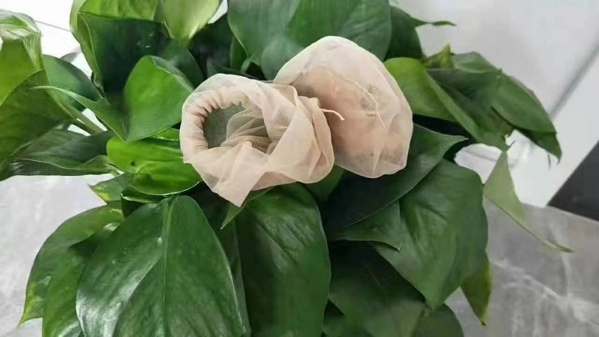 黑丝脚美女秀场:女性魅力比赛黑丝袜专场